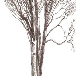 Porozmawiajmy o drzewach 21