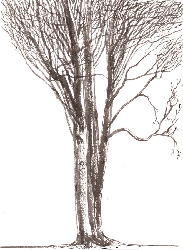 Porozmawiajmy o drzewach 21