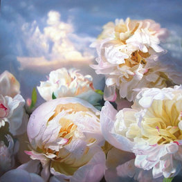 Peonie szaro-błękitne