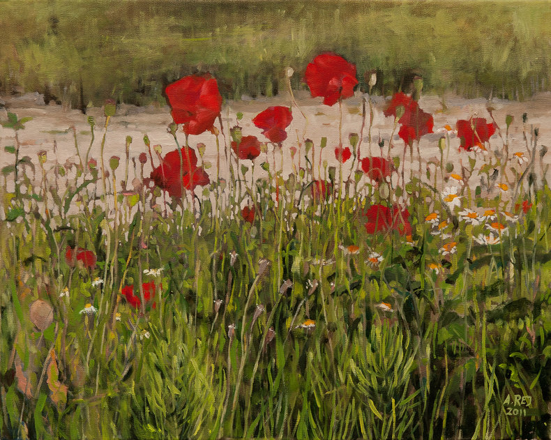Maki w Lelystadt z cyklu Przez kwiatki