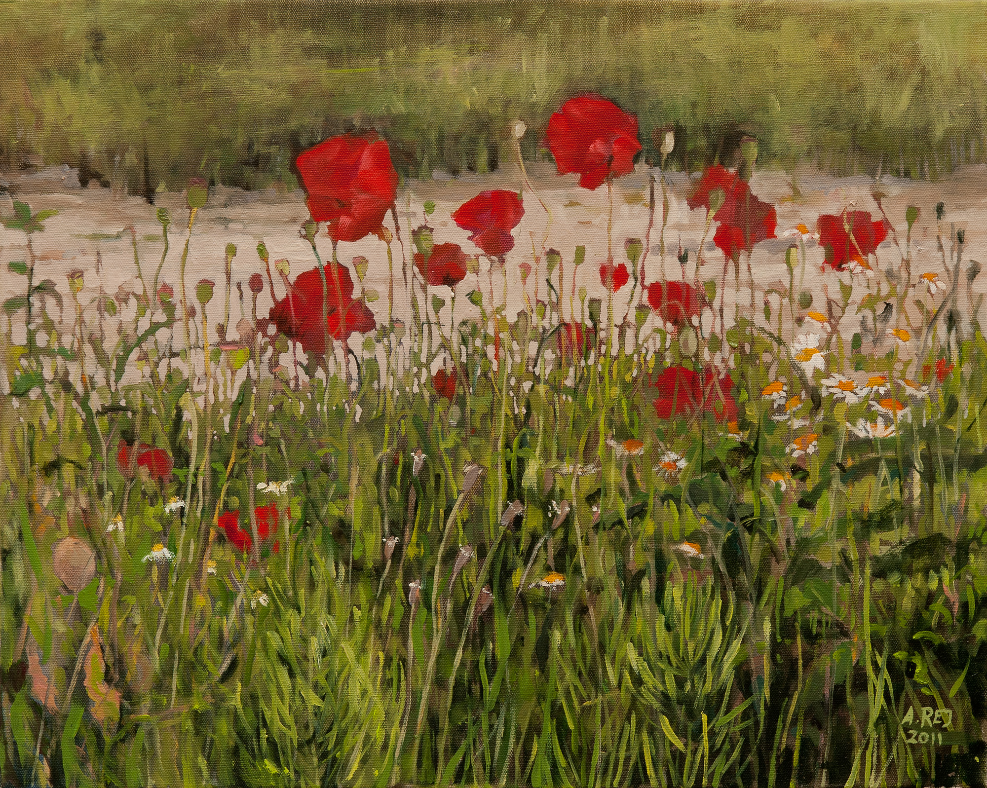 Maki w Lelystadt z cyklu Przez kwiatki