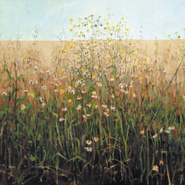 Rumianki przy drodze w Krężlu