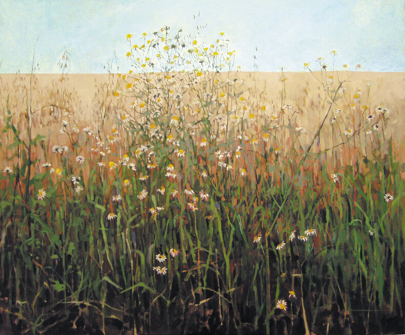 Rumianki przy drodze w Krężlu