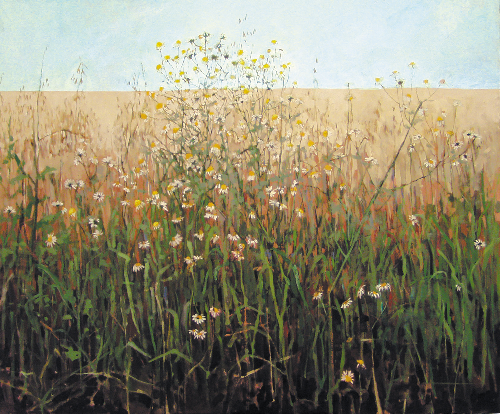 Rumianki przy drodze w Krężlu