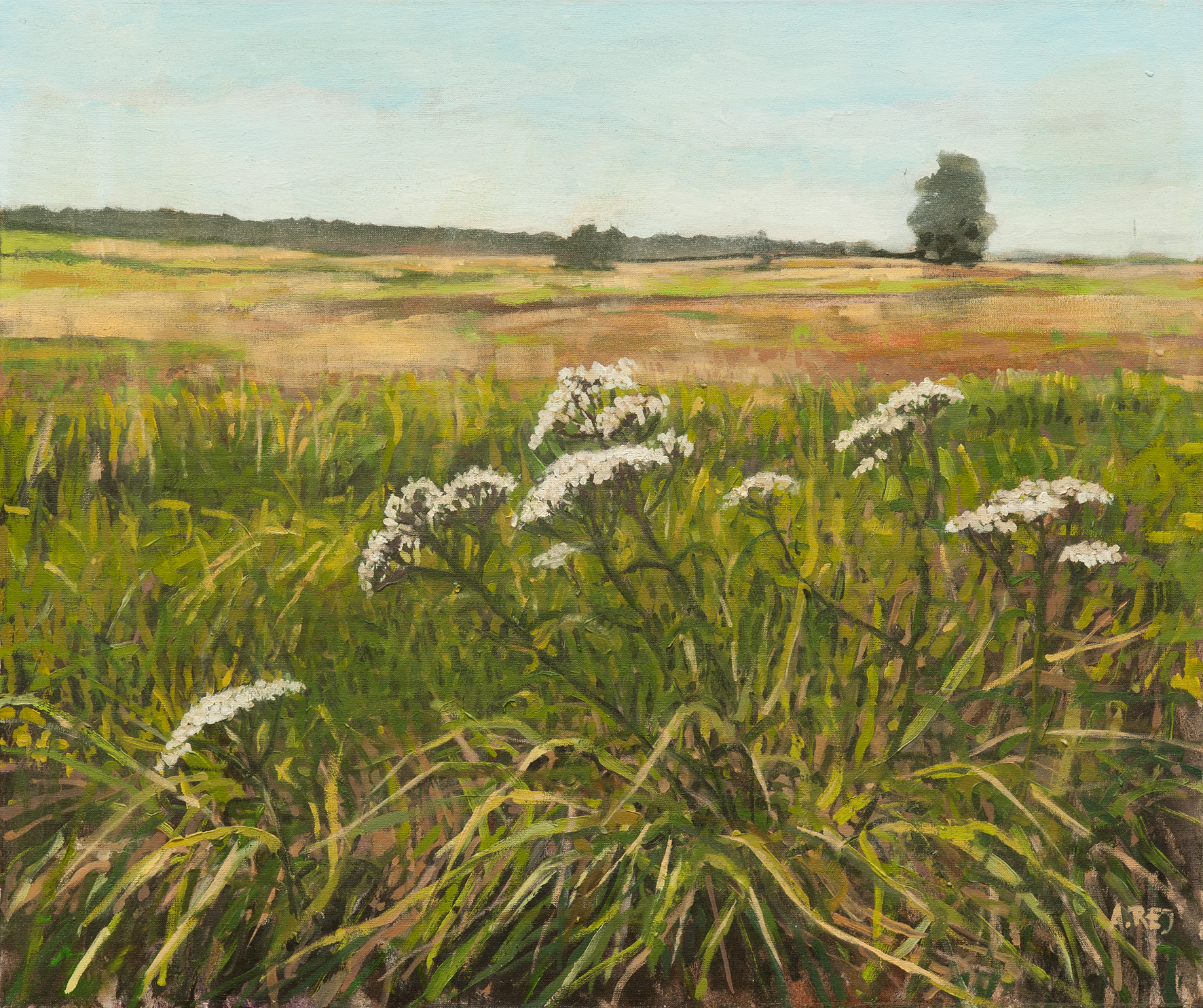 Krwawnik w Krężlu z cyklu Przez kwiatki