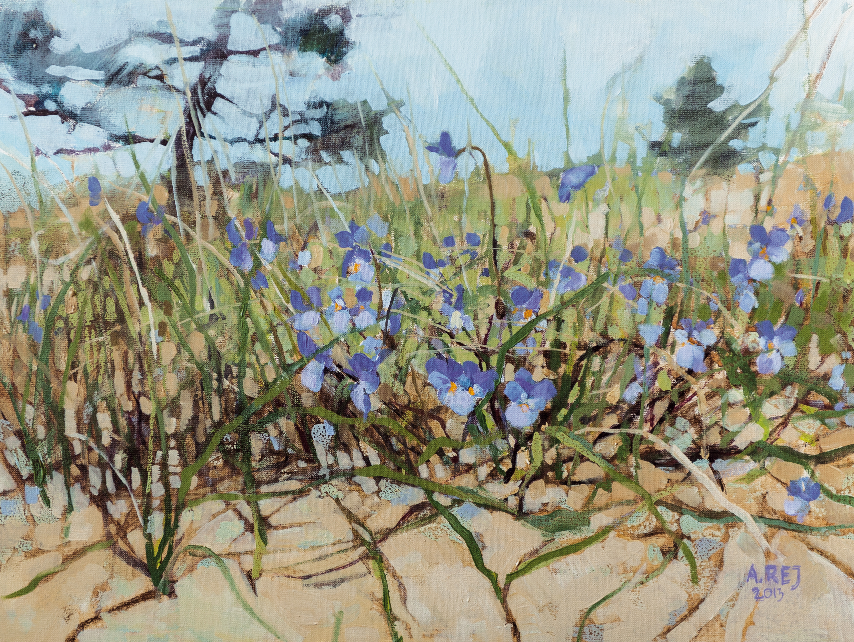 Dzikie bratki na wydmie z cyklu Przez kwiatki